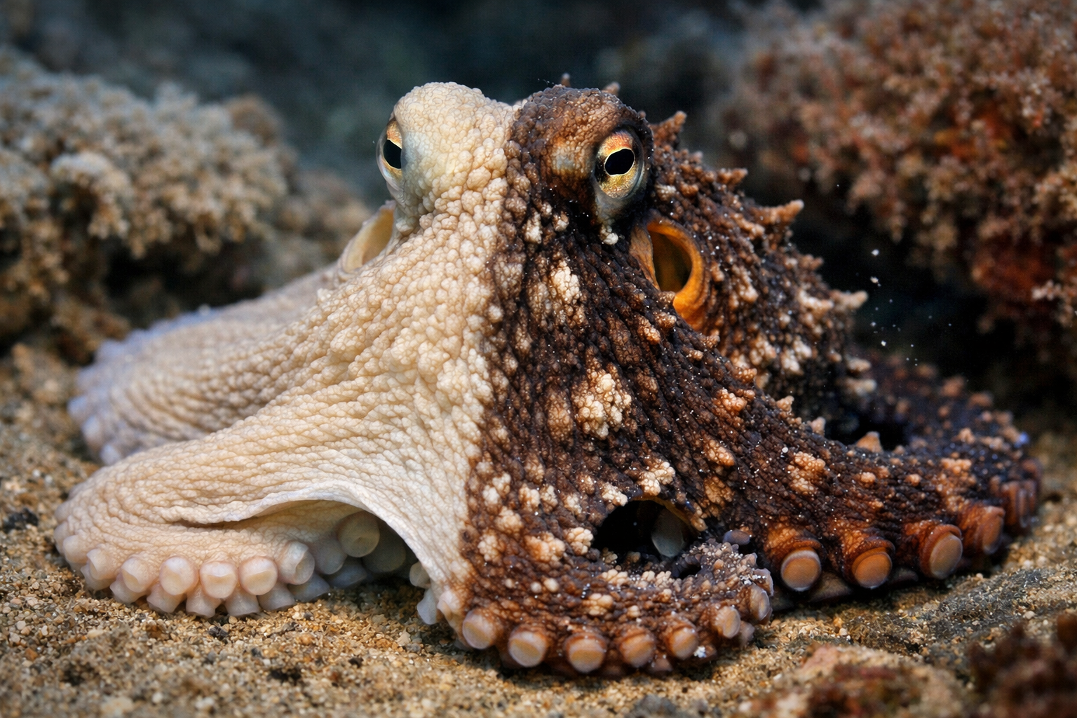 How Octopuses Change Color So Fast — Camouflage, Communication, and Stress